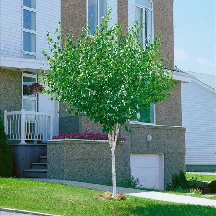 Betula pendula Magical Globe - Birch Tree main product photo