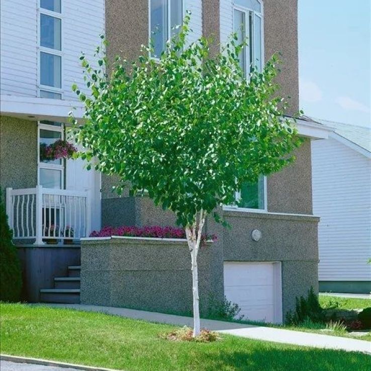 Betula pendula Magical Globe - Birch Tree main product photo