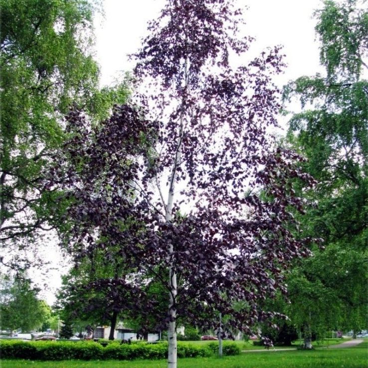 Betula pendula Purpurea - Purple Leaf Birch Tree - 140-160cm tall main product photo