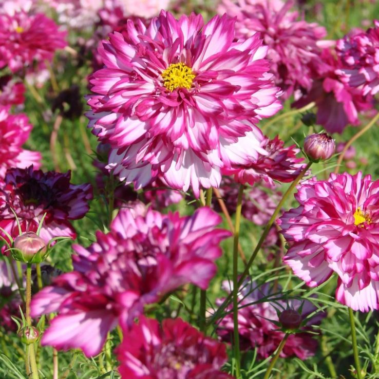 Cosmos bipinnatus Double Click Bicolour Violet main product photo