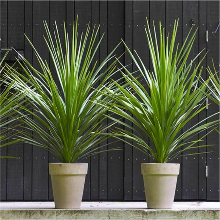 XXXL Cordyline australis Verde - Hardy Green Torbay Palm - circa 150-160cm (5ft) tall main product photo