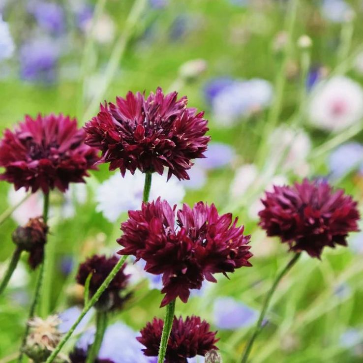 Centaurea cyanus Black Ball - Cornflower main product photo