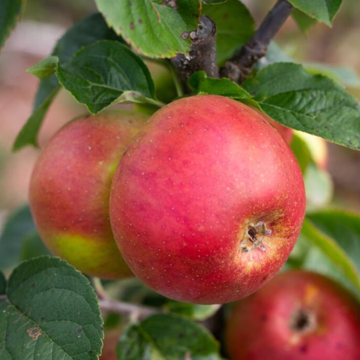 Apple Tree - Blenheim Orange (MM106) main product photo