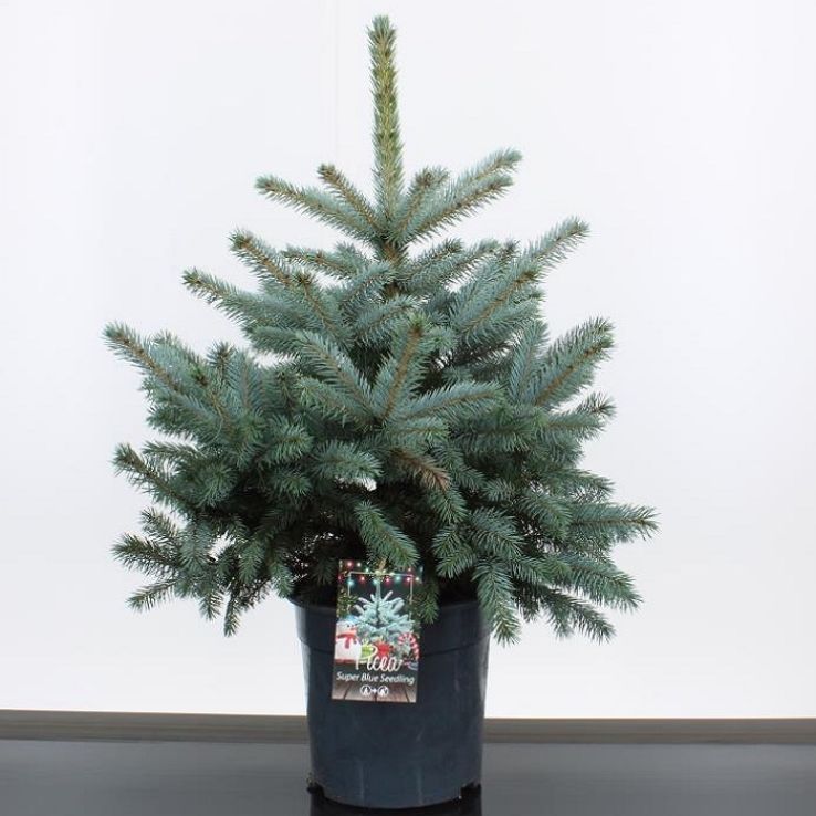 Christmas Tree - Pot Blue Spruce (Picea pungens glauca) 60-80cm