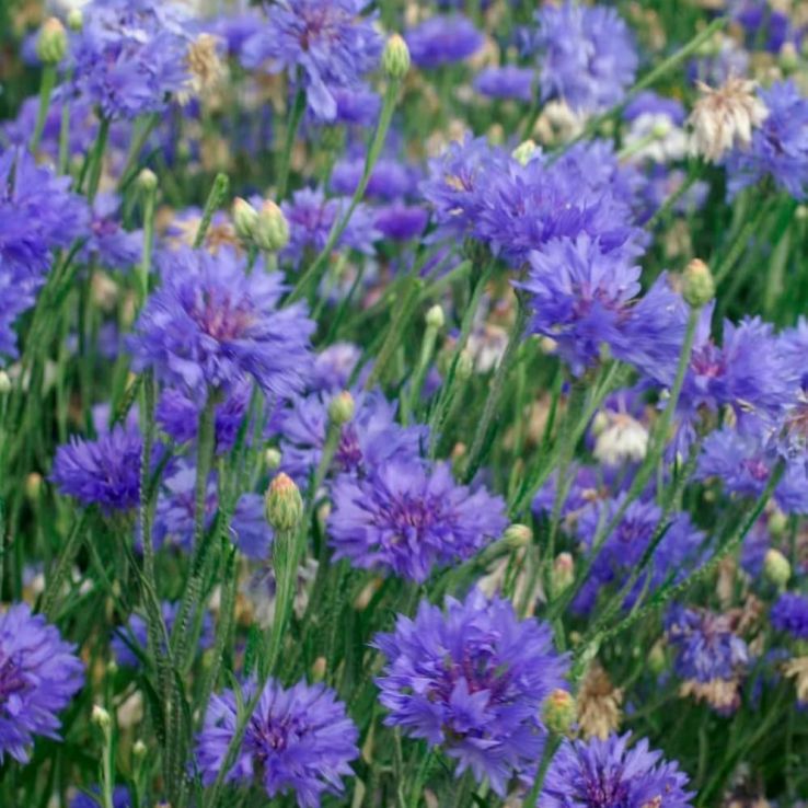 Centaurea cyanus Victoria (Blue Maid) - Cornflower main product photo