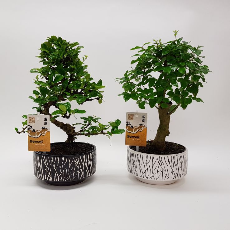 monstera hanging plant Buy a Monstera Adansonii Swiss Cheese Live Plant