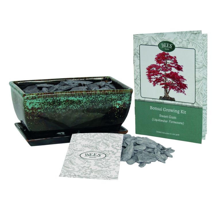 Grow Your Own Bonsai Tree Sweet Gum