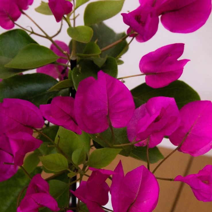 Bougainvillea Vera Deep Purple