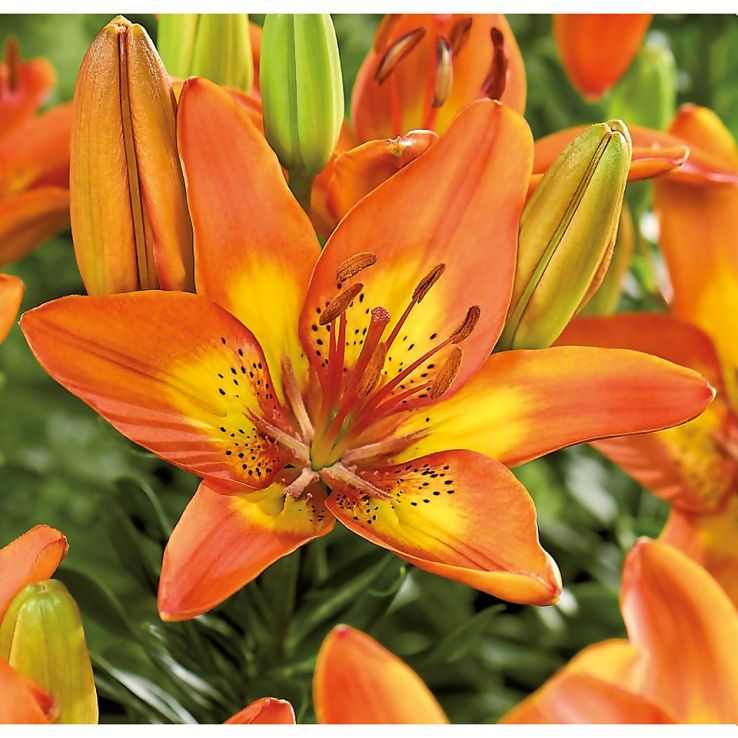 Lilium Bright Joy - Fancy Joy - Pack of Four main product photo