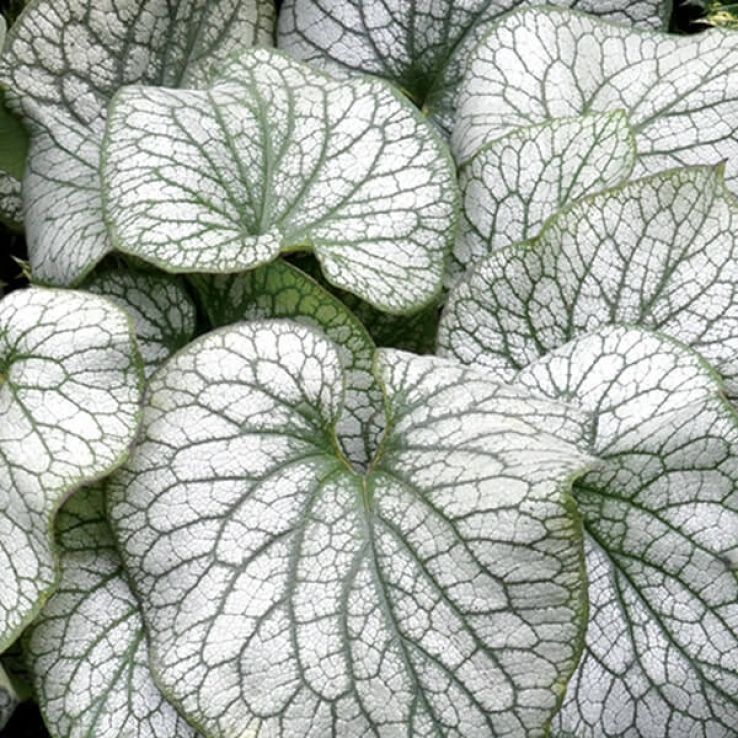 Brunnera macrophylla Alexander's Great main product photo