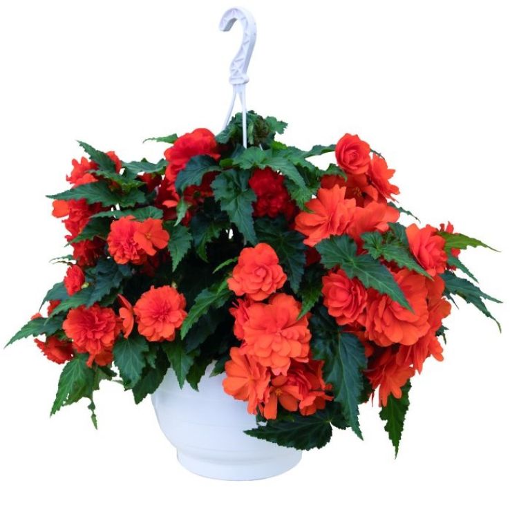 Begonia Non Stop Joy Orange main product photo