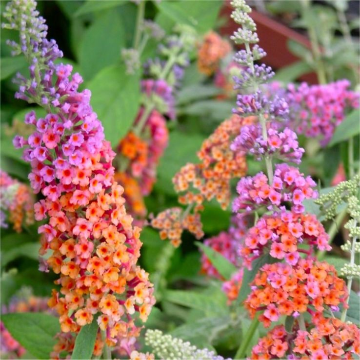 Buddleja Bicolour Butterfly Bush Buddleia Weyeriana Bicolor Rare 