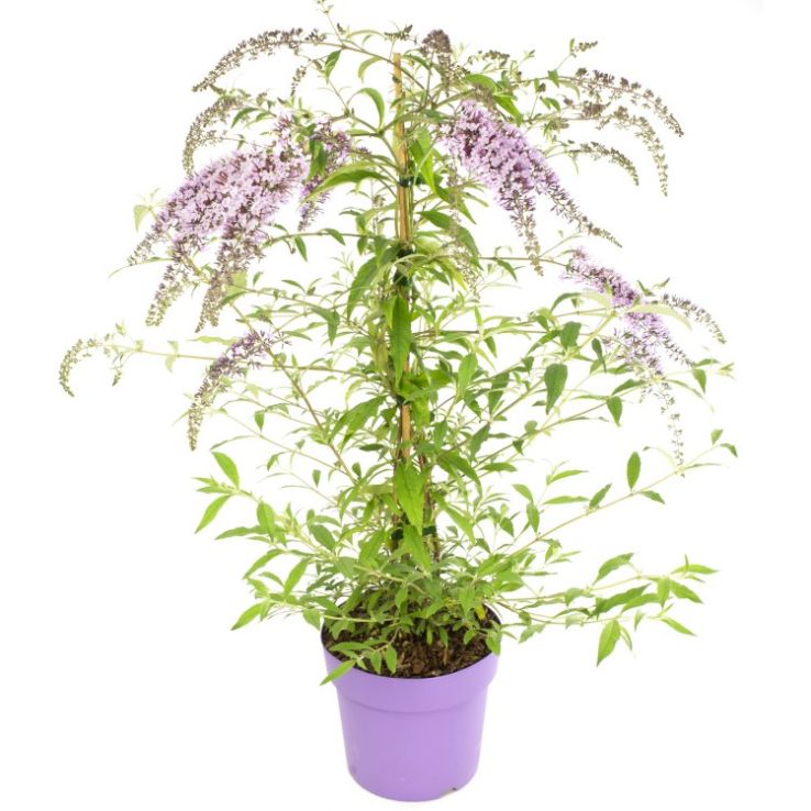 Wisteria Lane Butterfly Bush - Masses of Flowers - Large Specimen Buddleia  Plant