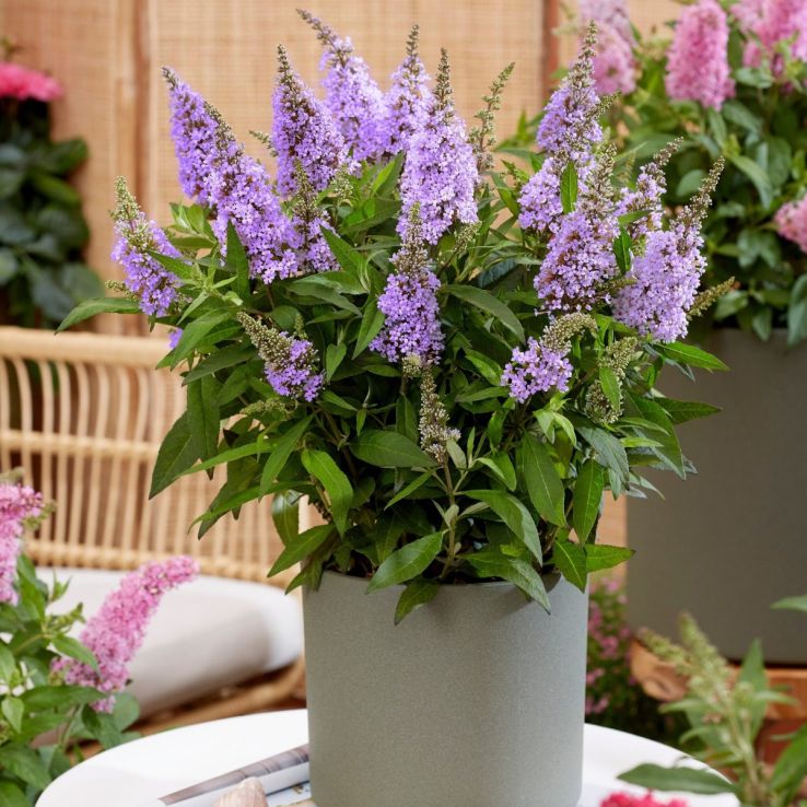 Buddleja Butterfly Candy Little Lila- Dwarf Buddleia Butterfly Bush main product photo