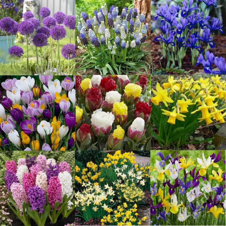 Spring Magic MEGA BOX - Bundle of £126 worth of Autumn Planting Bulbs for under £25!! main product photo