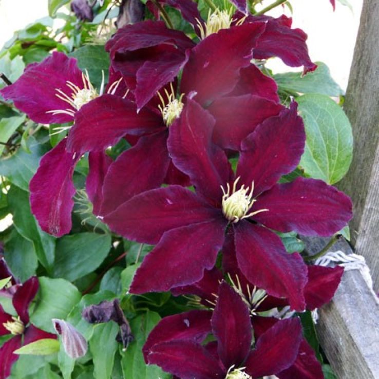 Clematis Niobe main product photo