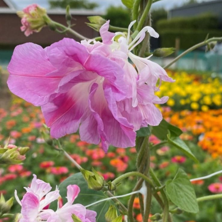 Ipomoea Tutu - Morning Glory Climbing Vine main product photo