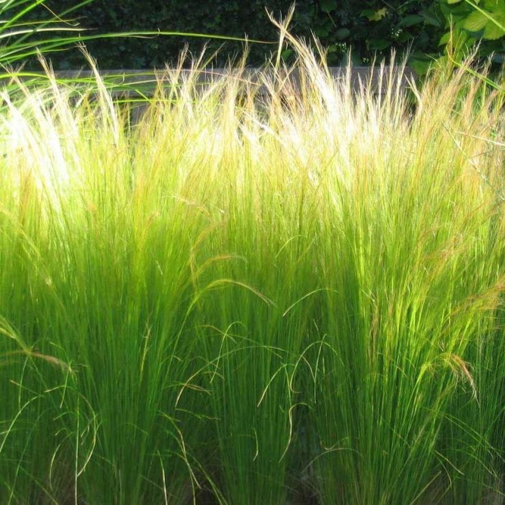 Stipa tenuissima Ponytails - Pack of THREE Established Pheasant Grass Plants main product photo