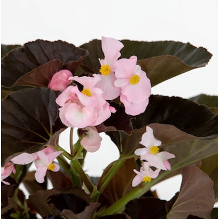 Begonia Stonehedge Light Pink Bronze Leaf main product photo