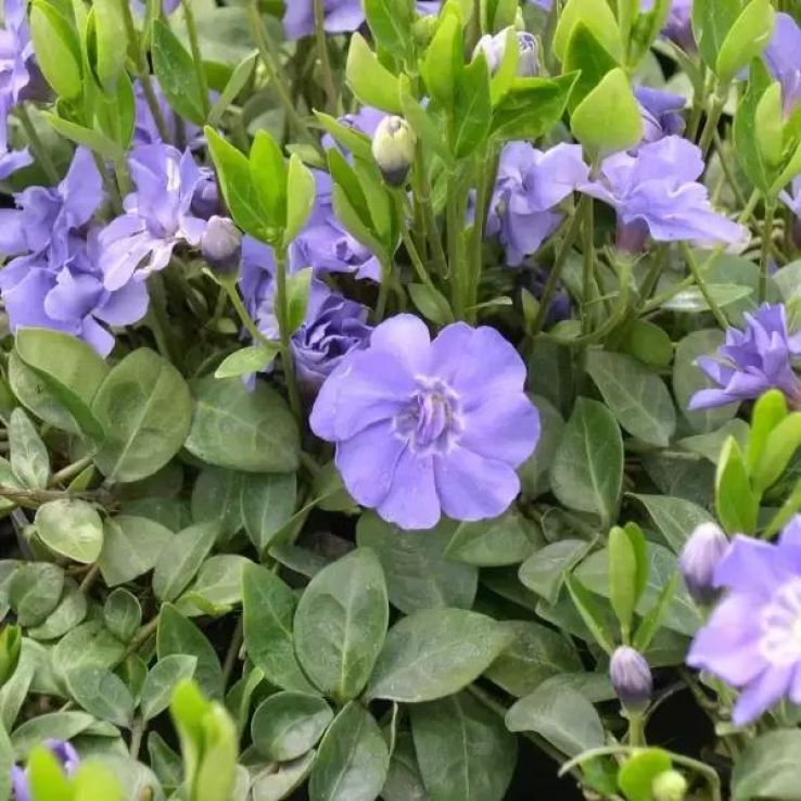 Vinca minor 'Azura Flora Plena' - Double-flowered Azure Periwinkle  main product photo