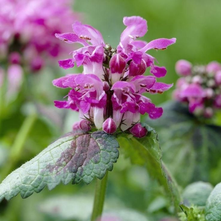 Lamium maculatum 'Beacon Silver' main product photo