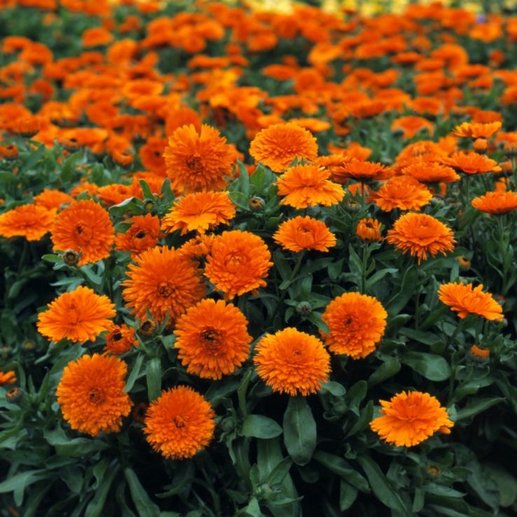 English Marigold - Calendula officinalis 'Candyman Orange' main product photo