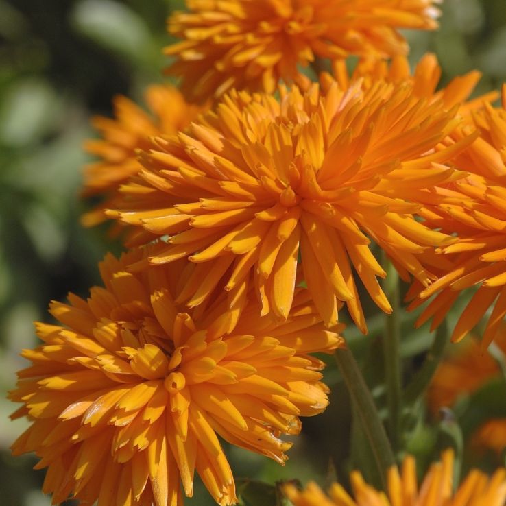 English Marigold - Calendula officinalis 'Porcupine Orange' main product photo