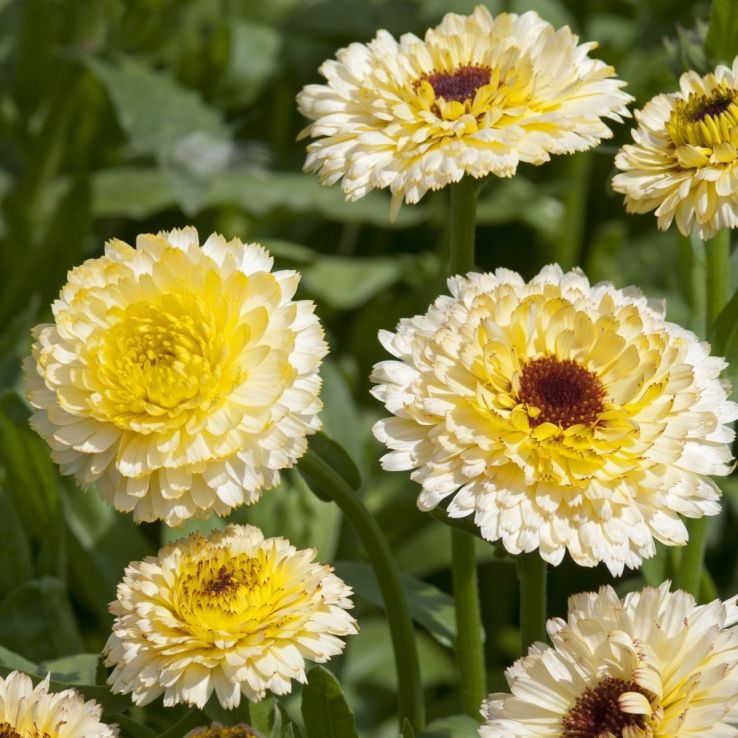 English Marigold - Calendula officinalis 'Ivory Princess' main product photo