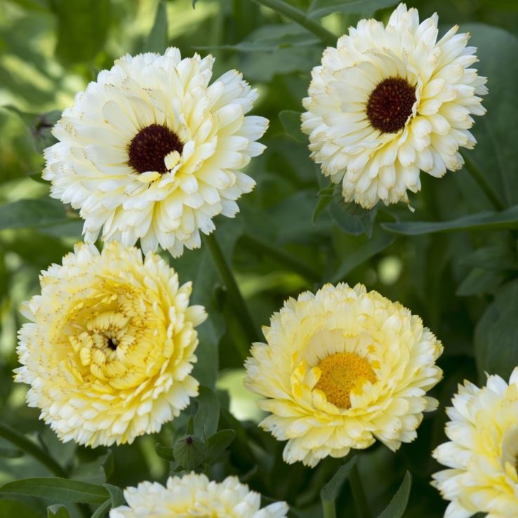 English Marigold - Calendula officinalis 'Ivory Princess' - In Bud & Bloom main product photo