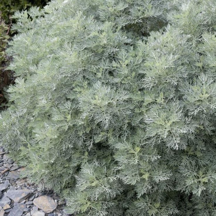 Artemisia Powis Castle - Wormwood main product photo