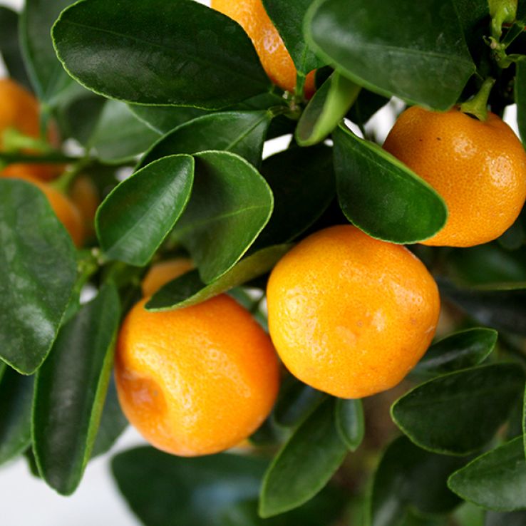 GIANT Calamondin Orange tree - Mediterranean Citrus CALAMONDIN Tree XXXL - Large Specimen - circa 140-180cms tall main product photo