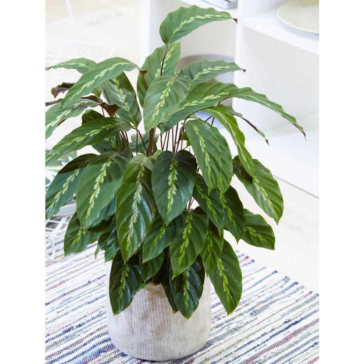große geigenfeige kaufen Geigenfeige XL | Ficus lyrata main image 0
