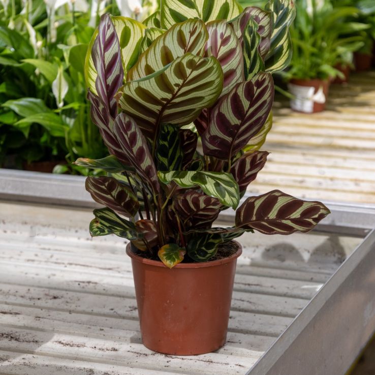 Calathea Makoyana - Peacock Plant main product photo
