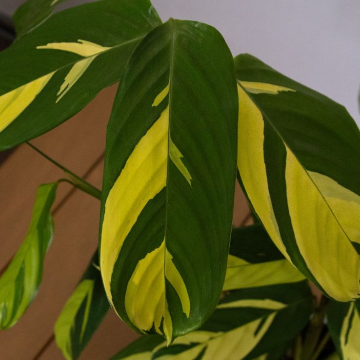 rhododendron junifeuer Rhododendron Junifeuer 1l – Spanne Plantesalg