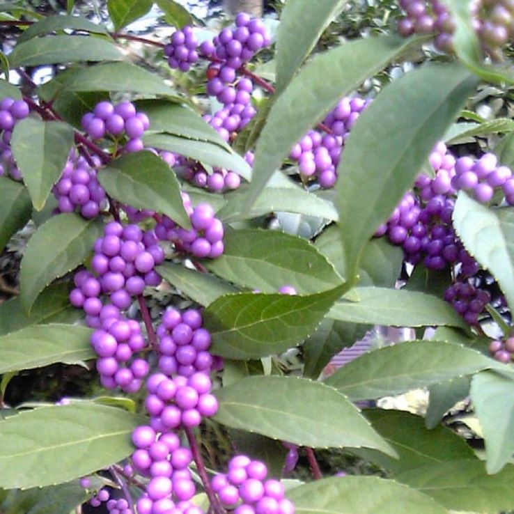 Callicarpa kwangtungensis - Beautyberry Bush main product photo
