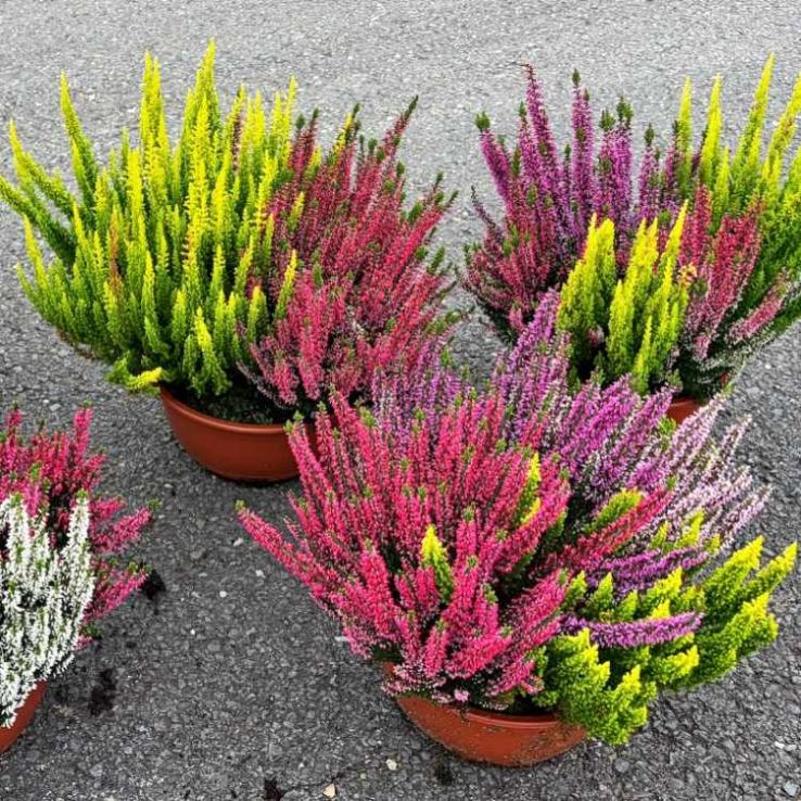 LARGE Multi-Colour Calluna - Beautiful Multicolour Mix Heather Planter main product photo