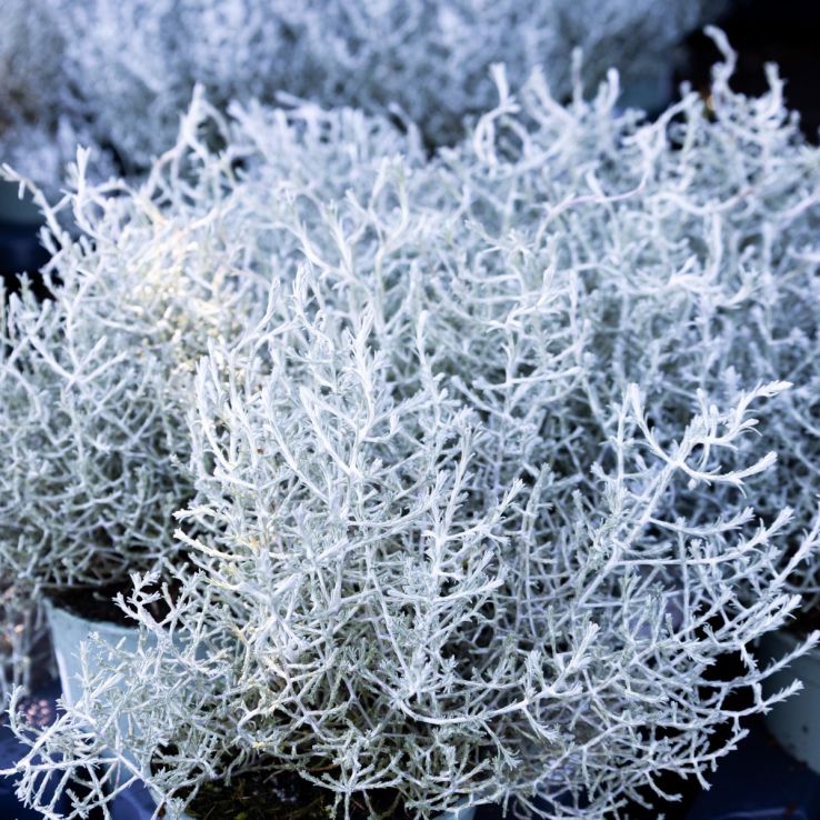 Calocephalus (Leucophyta) brownii - Silver Threads main product photo