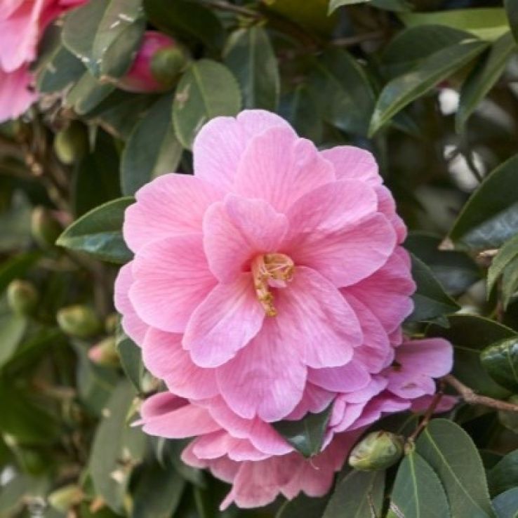 Camellia x williamsii 'Dr. Ralph Watkins' main product photo