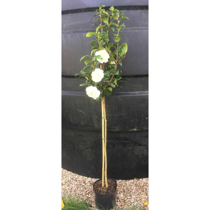 Camellia japonica Alba Plena