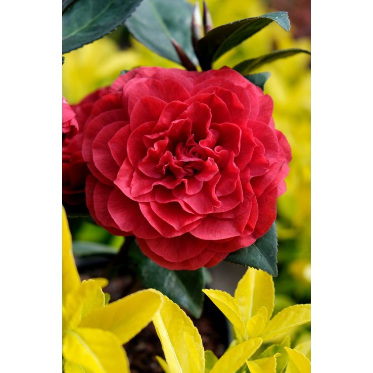 Camellia japonica 'Femme Fatale' - In Bud
