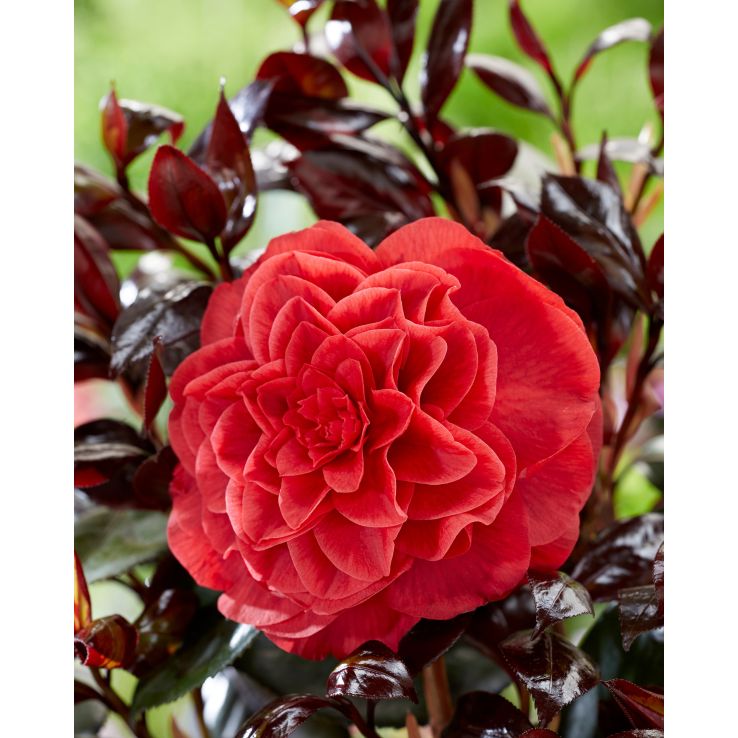 Camellia japonica 'Femme Fatale' - In Bud