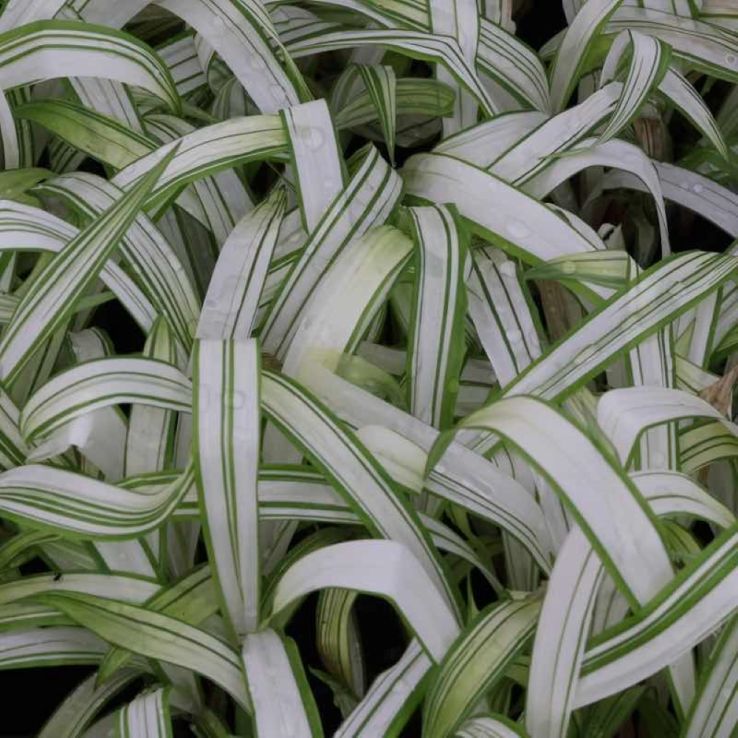 Carex siderostica 'Shiro' main product photo