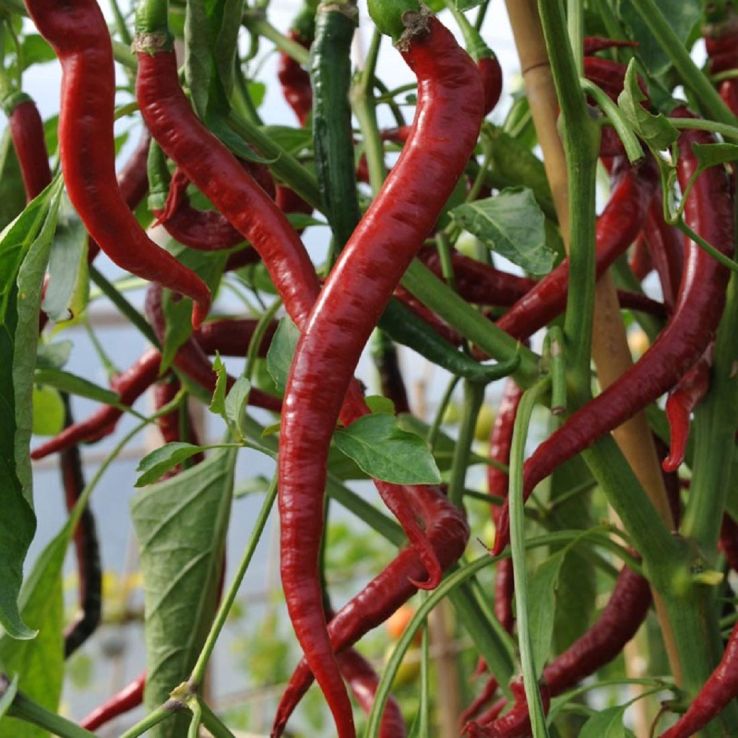 Chilli Pepper Plant 'Joe's Long Cayenne' main product photo