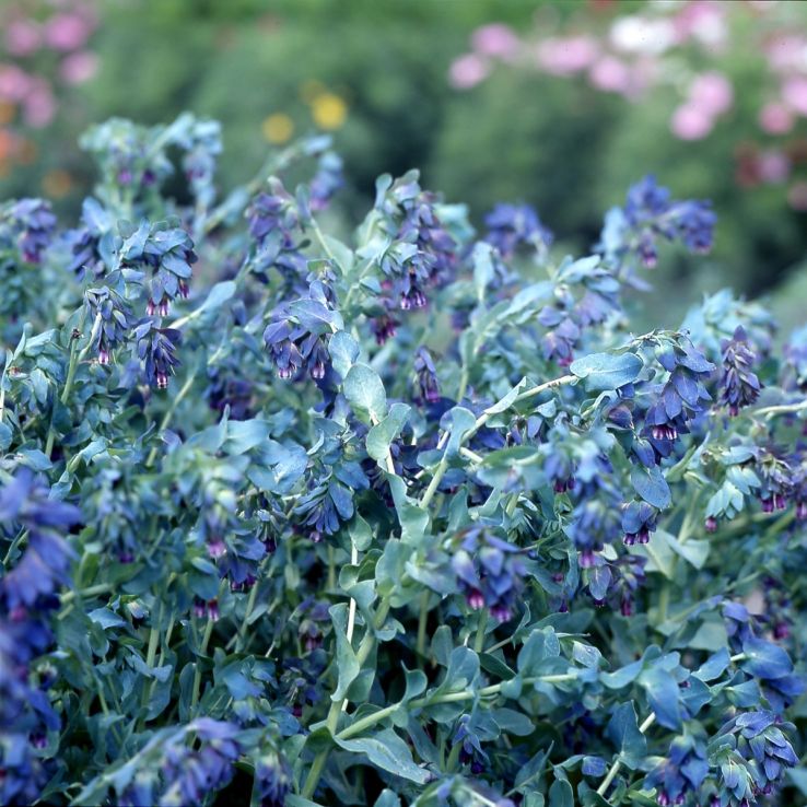 Cerinthe major purpurascens 'Kiwi Blue' main product photo