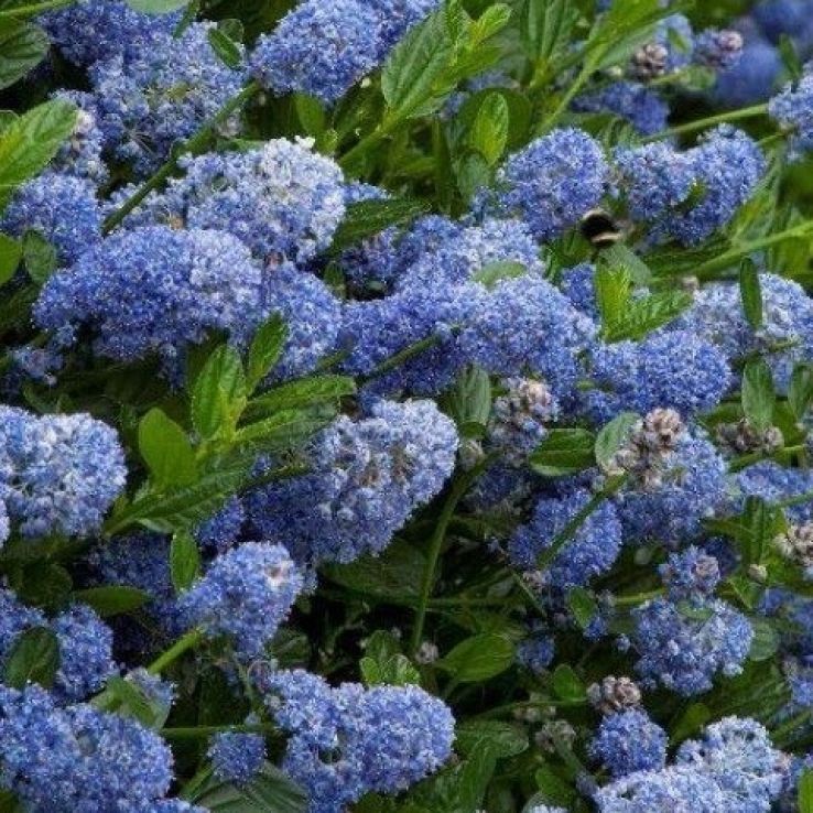 Ceanothus Victoria - Evergreen Californian Lilac main product photo