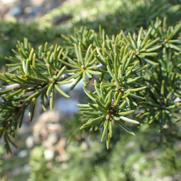 Cedrus Libani - Cedar of Lebanon main product photo