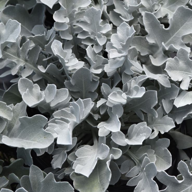 Centaurea ragusina Silver Swirl main product photo