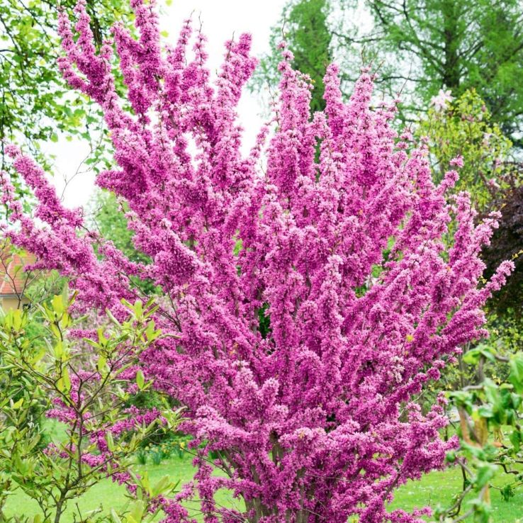 Cercis chinensis Avondale main product photo
