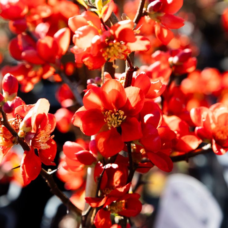 Chaenomeles x superba Clementine - Flowering Quince - In Bud & Bloom main product photo