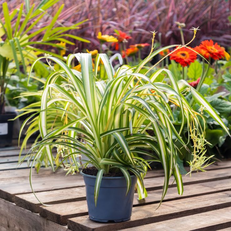 Chlorophytum Hawaiian - Variegated Spider Plant main product photo